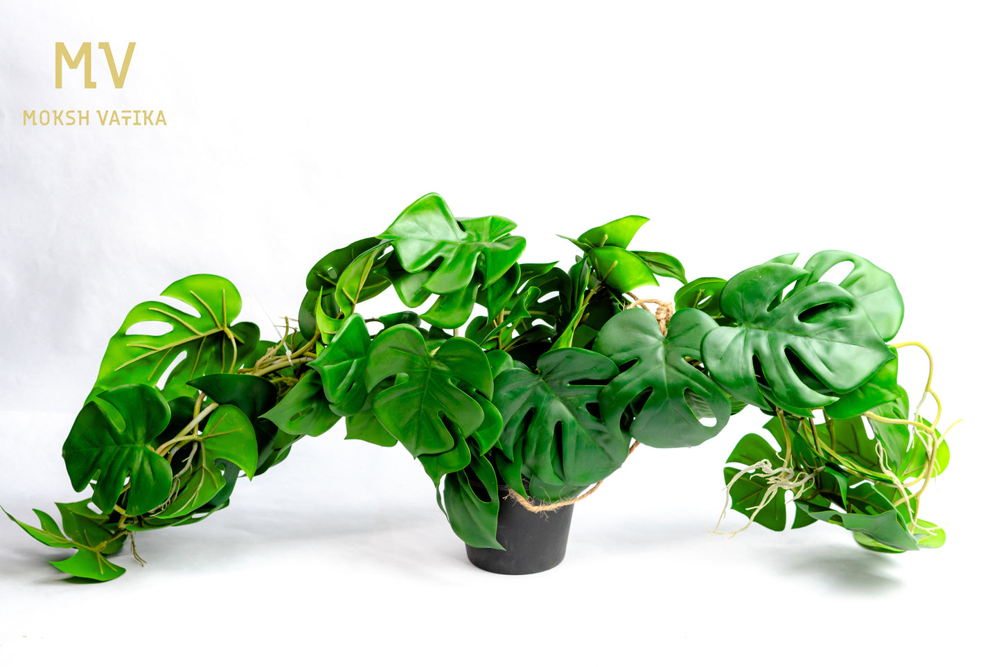 Monstera Vine Pot – Lush Green Trails