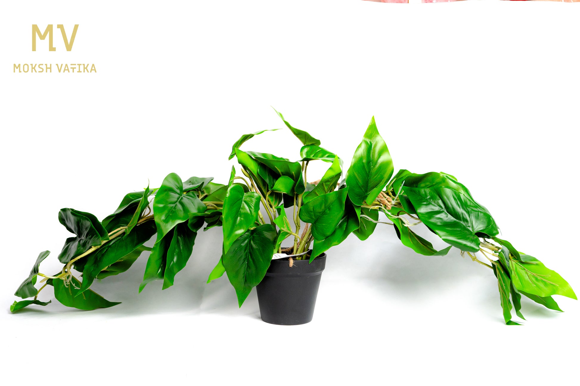 lush philodendron Philodendron Vine Pot – Lush Green Trails – Moksh Vatika