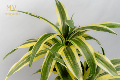 Dracaena Artificial Plant – Twin Stem in Glossy Green Pot