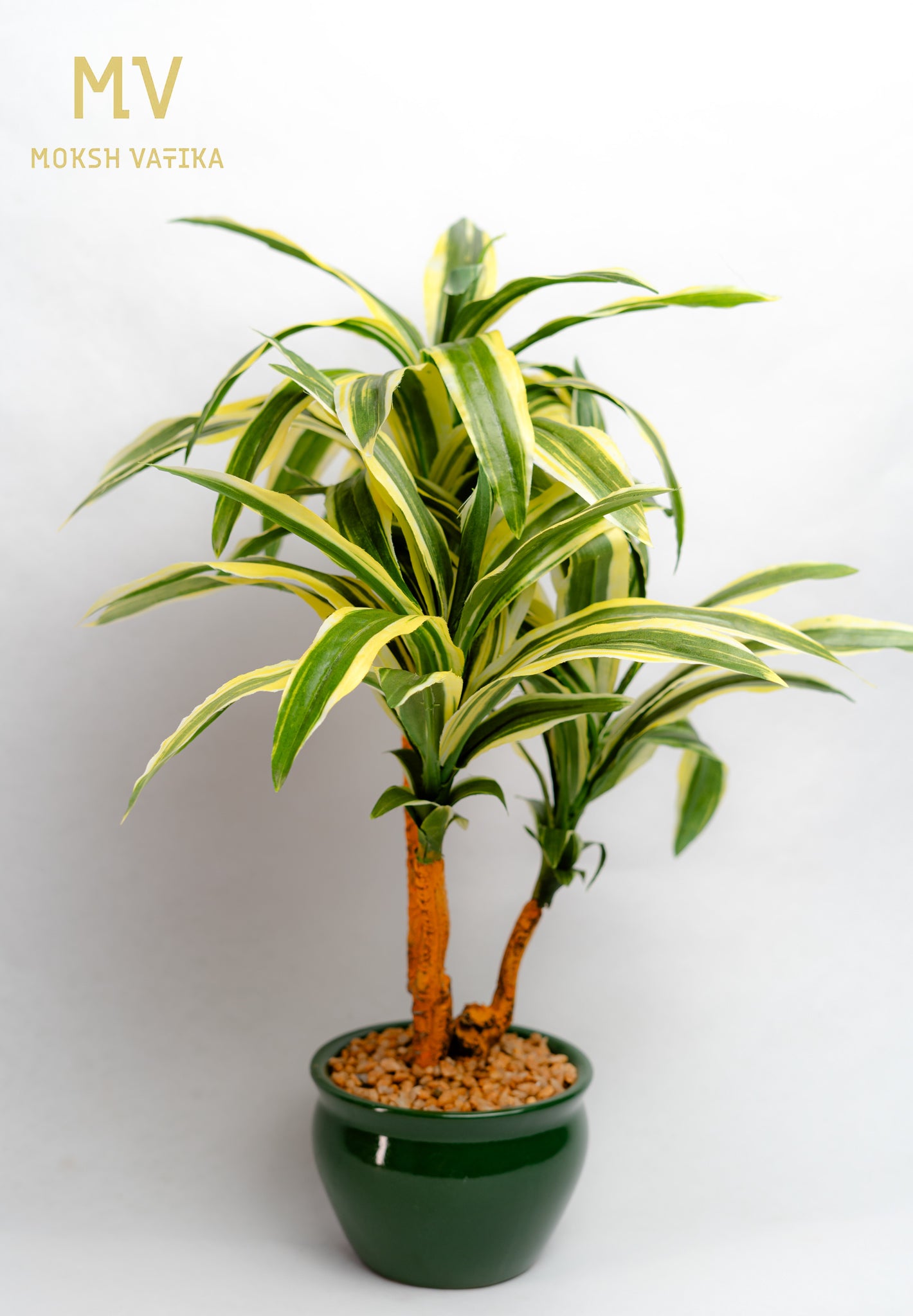 Dracaena Artificial Plant – Twin Stem in Glossy Green Pot