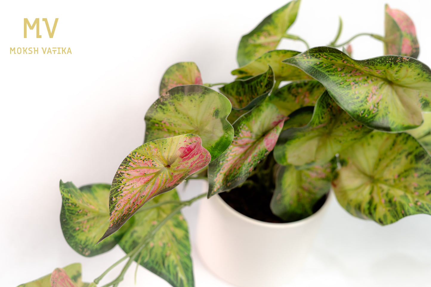 Caladium Charm Potted Bush