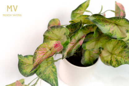 Caladium Charm Potted Bush