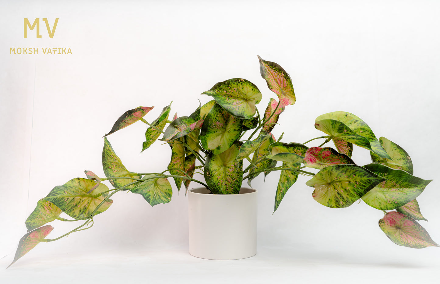 Caladium Charm Potted Bush