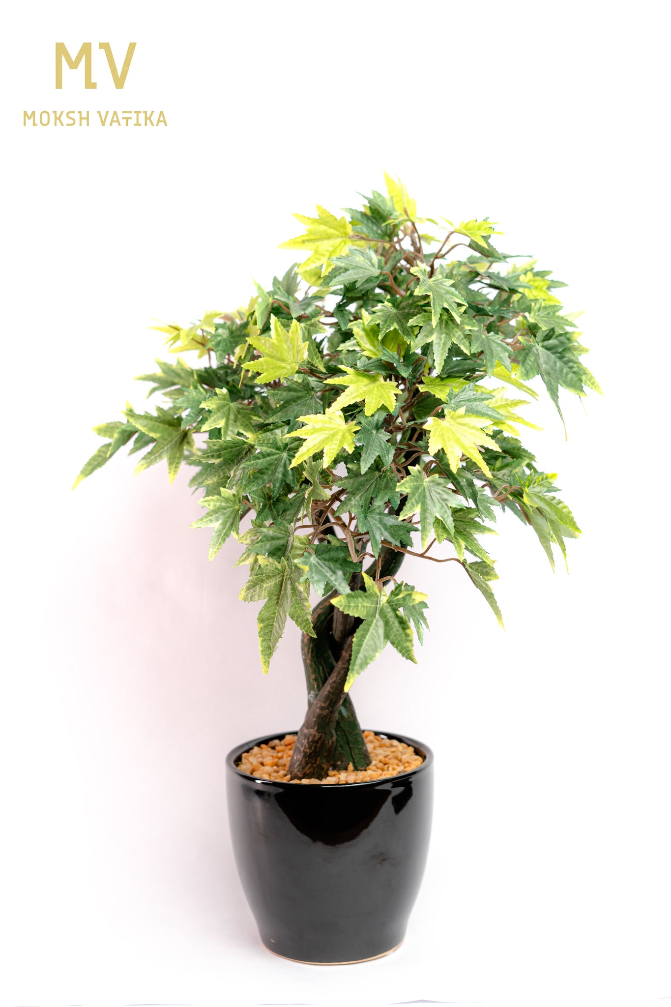 Chouette Potted Maple Bonsai – Verdant Twist