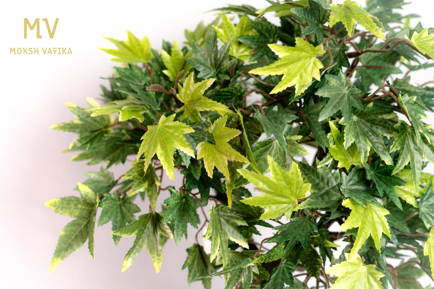 Chouette Potted Maple Bonsai – Verdant Twist