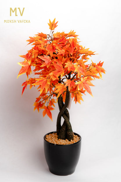 Chouette Potted Maple Bonsai – Autumn Blaze