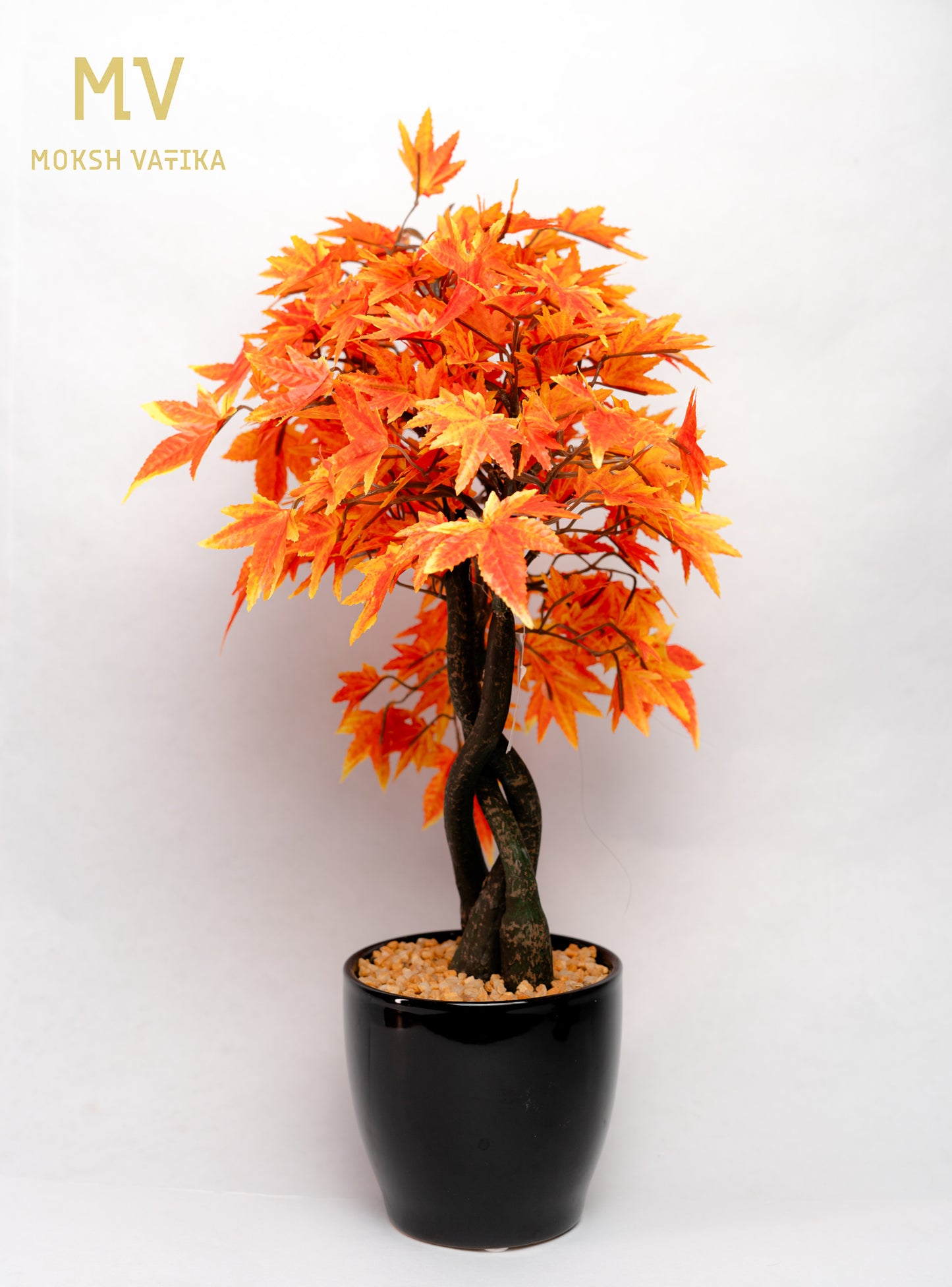 Chouette Potted Maple Bonsai – Autumn Blaze