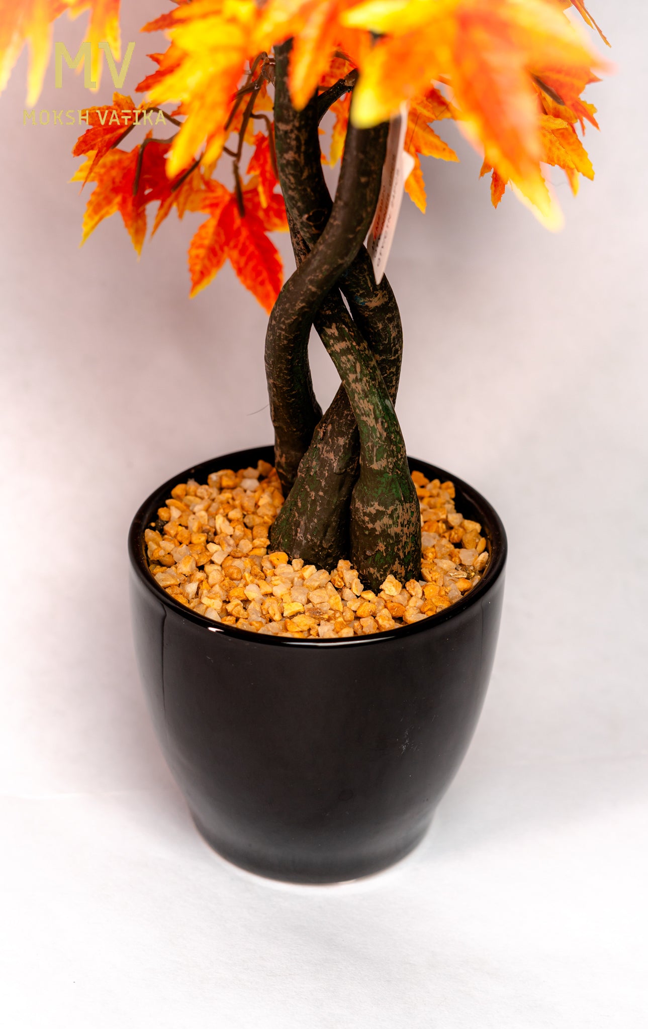 Chouette Potted Maple Bonsai – Autumn Blaze