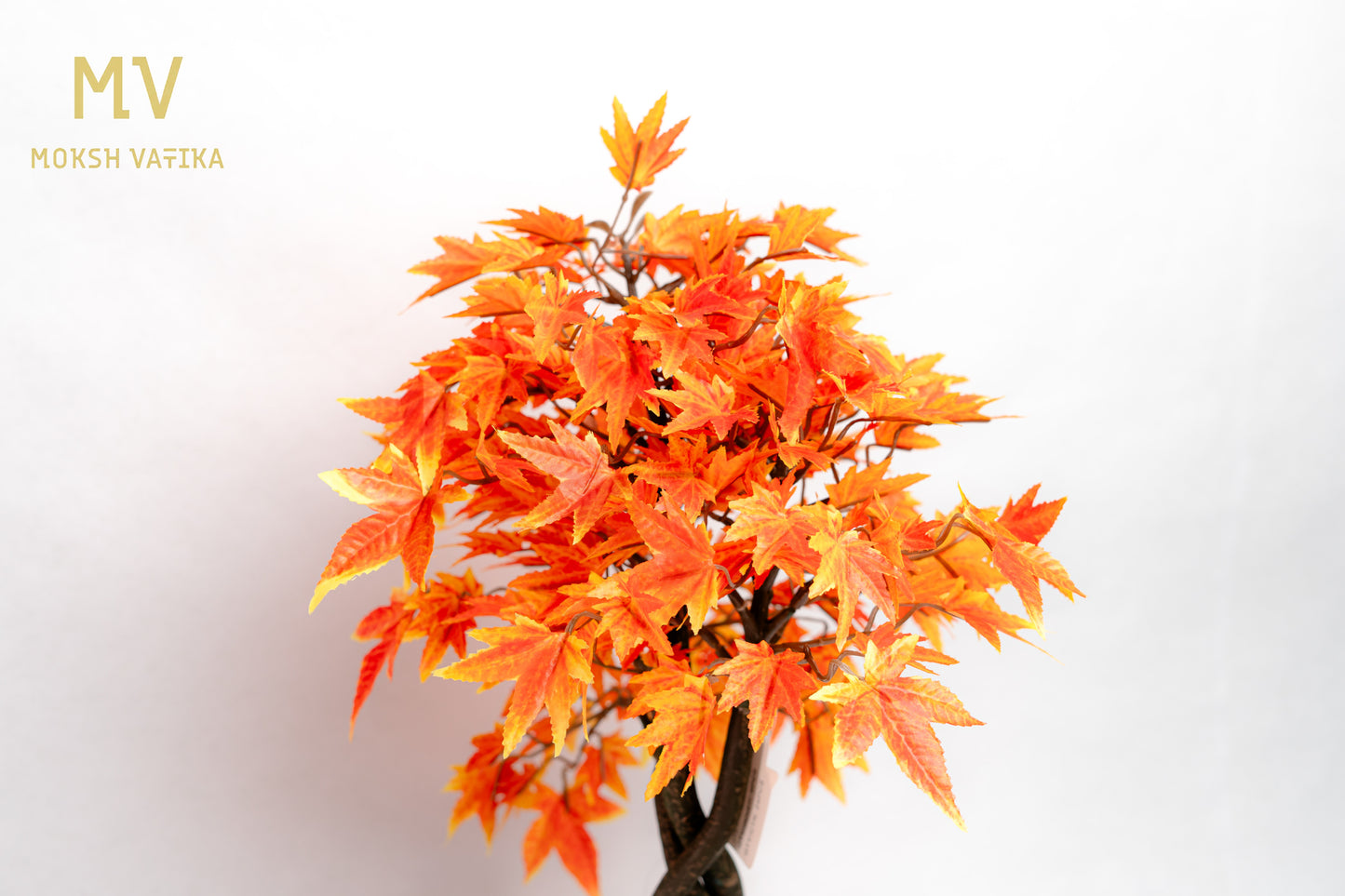 Chouette Potted Maple Bonsai – Autumn Blaze