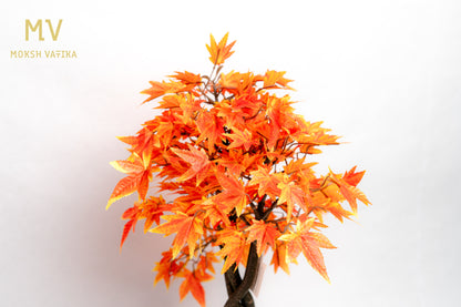 Chouette Potted Maple Bonsai – Autumn Blaze