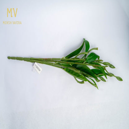 Lily Bloom Stem – Rose Blush