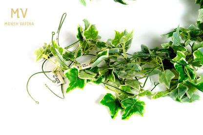Everlush Ivy Trail