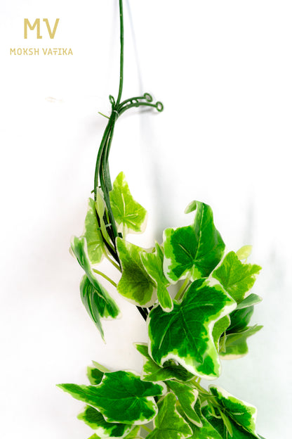 Everlush Ivy Trail