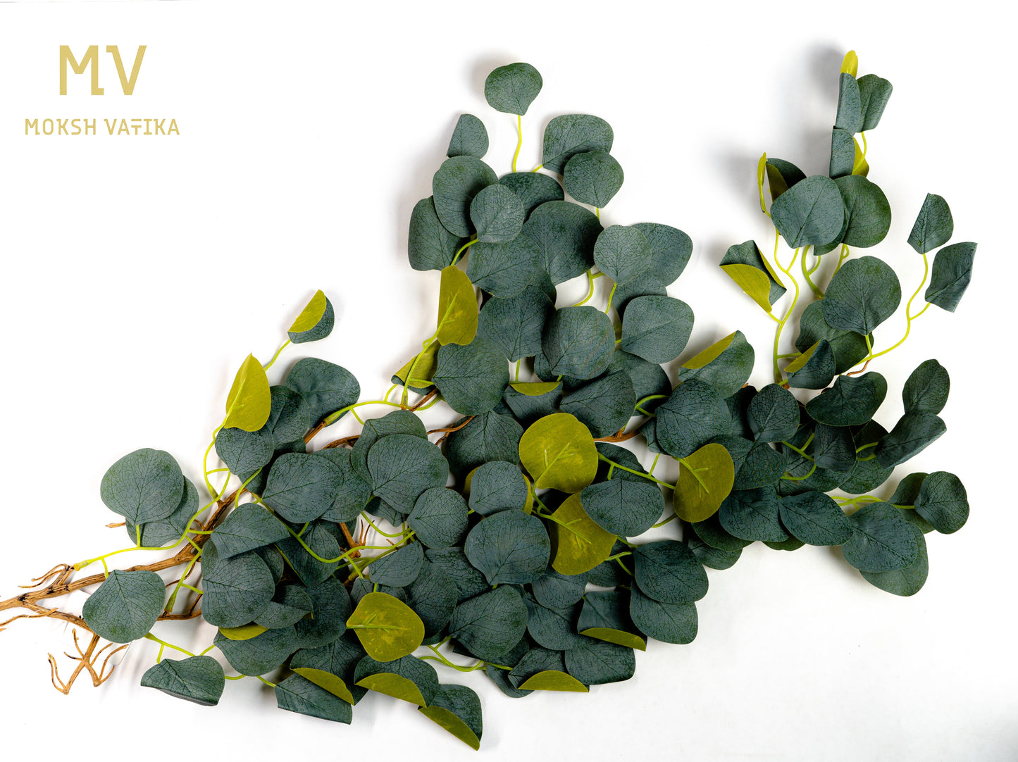 Dusky Eucalyptus Bush