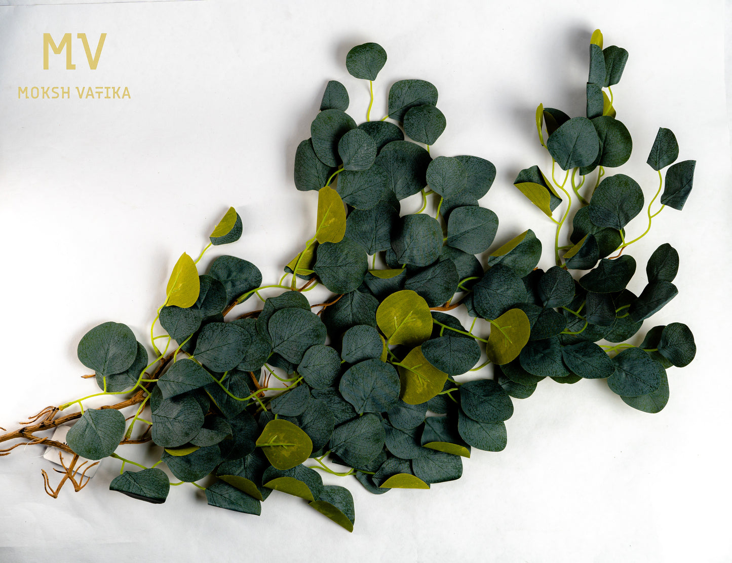 Dusky Eucalyptus Bush