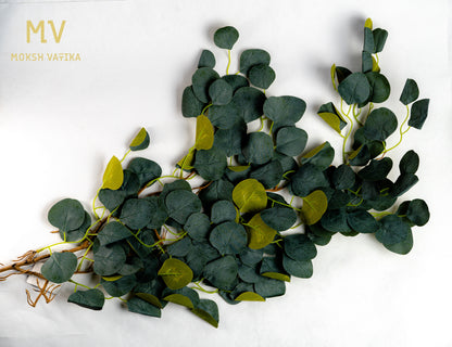 Dusky Eucalyptus Bush