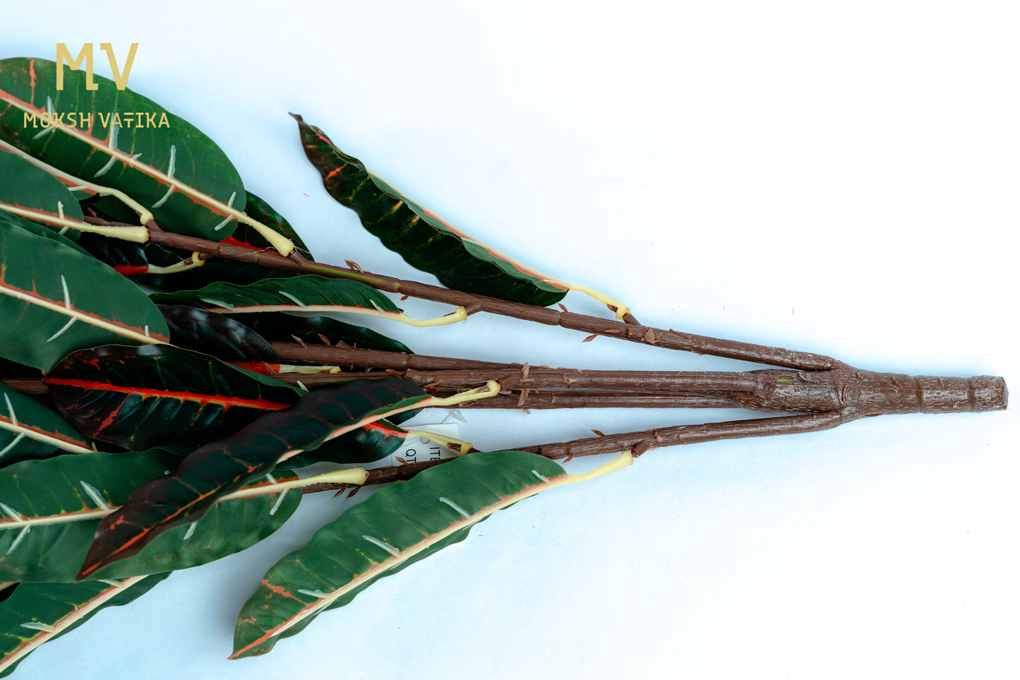 Jungle Croton Stem