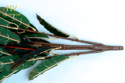 Jungle Croton Stem
