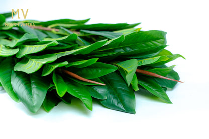 Rainforest RealTouch Leaf Spray