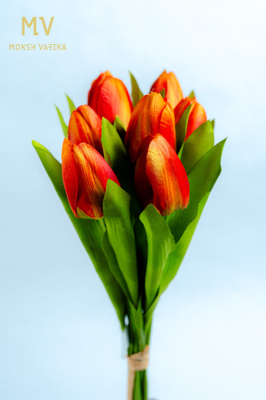 Peach Tulip Bunch – 6 Heads