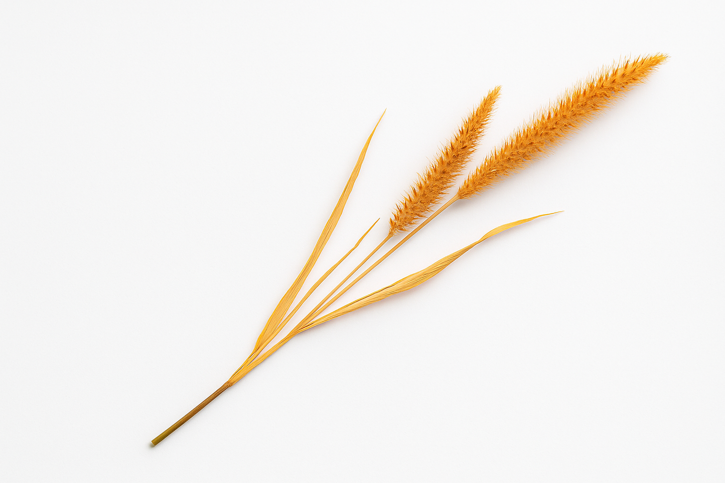 Burnt Amber Wildgrass Stem set of 2