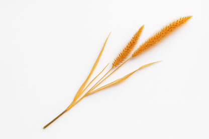 Burnt Amber Wildgrass Stem set of 2