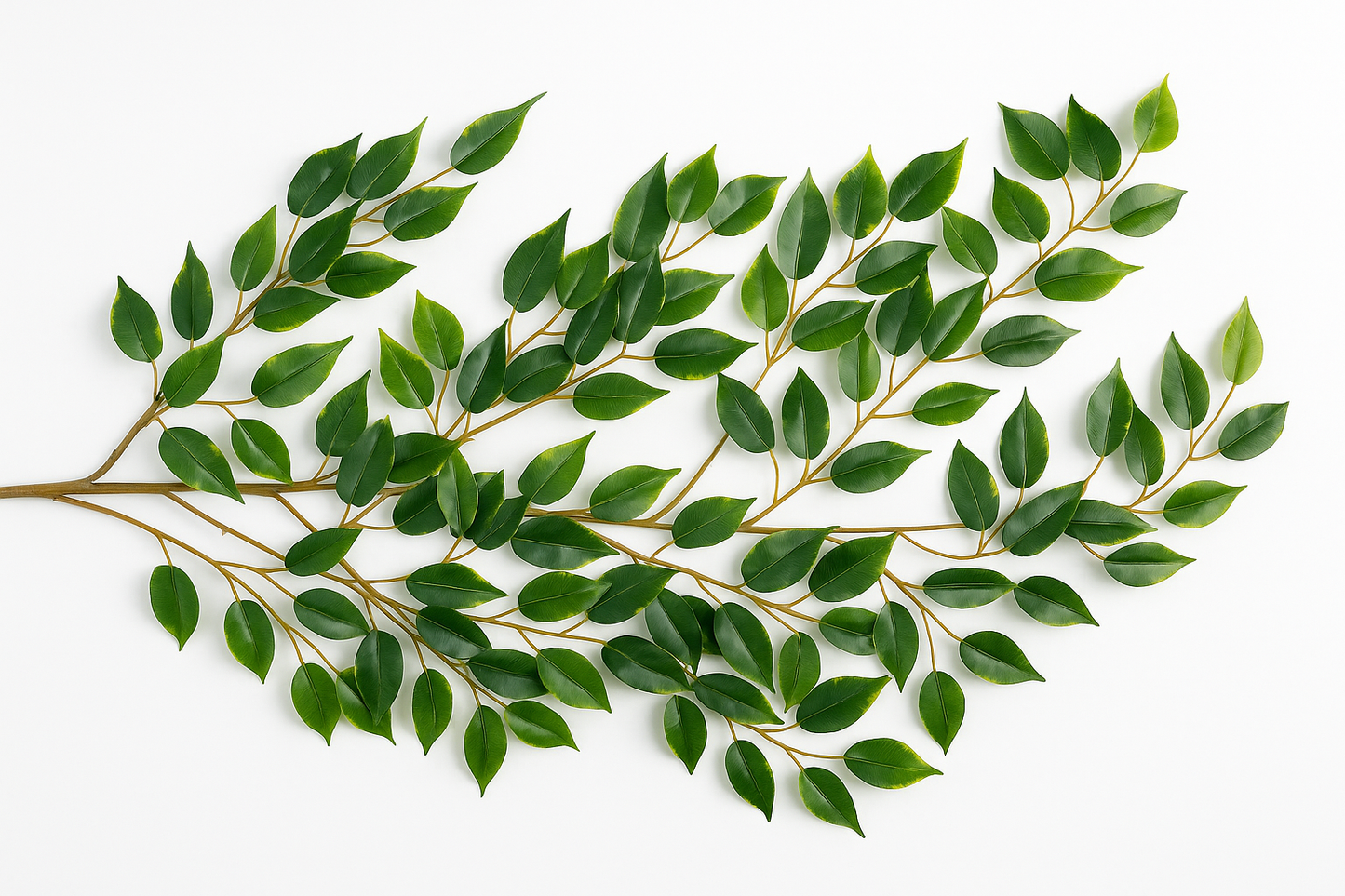 Ficus Luxe Spray