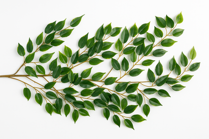 Ficus Luxe Spray
