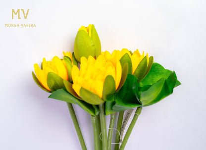 Yellow Lotus Bunch - Blooming Buds